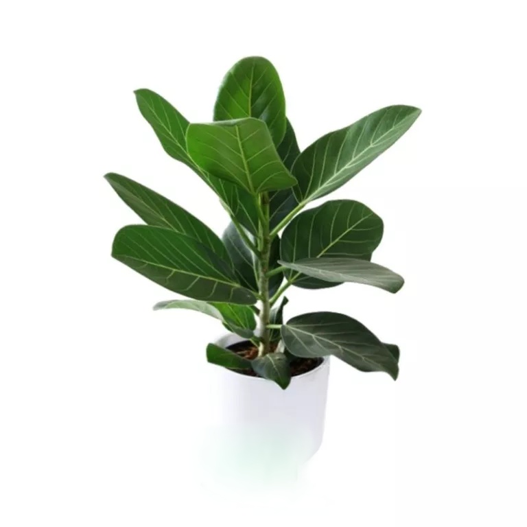 Ficus elastica ‘Sofia’ – Elite Agricultural Services